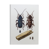 Illustration ancienne "insectes", années 60.