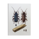 Illustration ancienne "insectes", années 60.