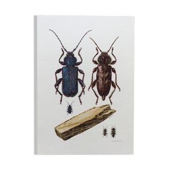 Old illustration "insects", 1960s.