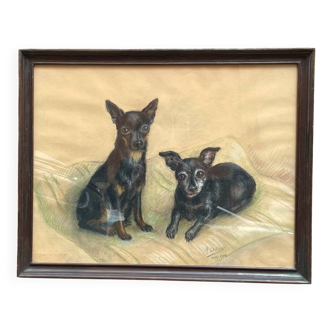 Portrait of dogs