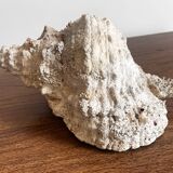 Ancient shell