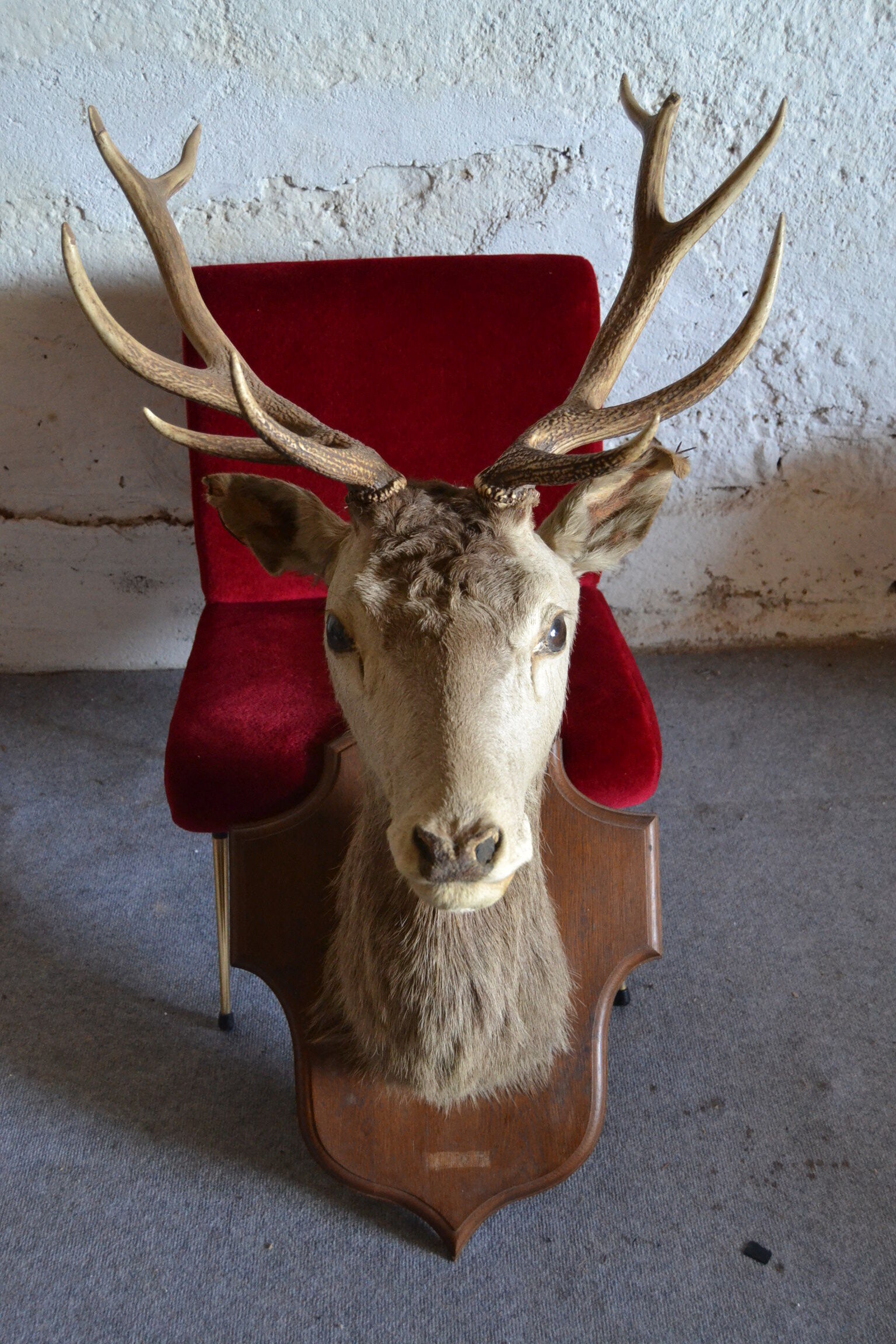Taxidermy deer head hunting trophy