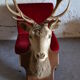 Taxidermy deer head hunting trophy