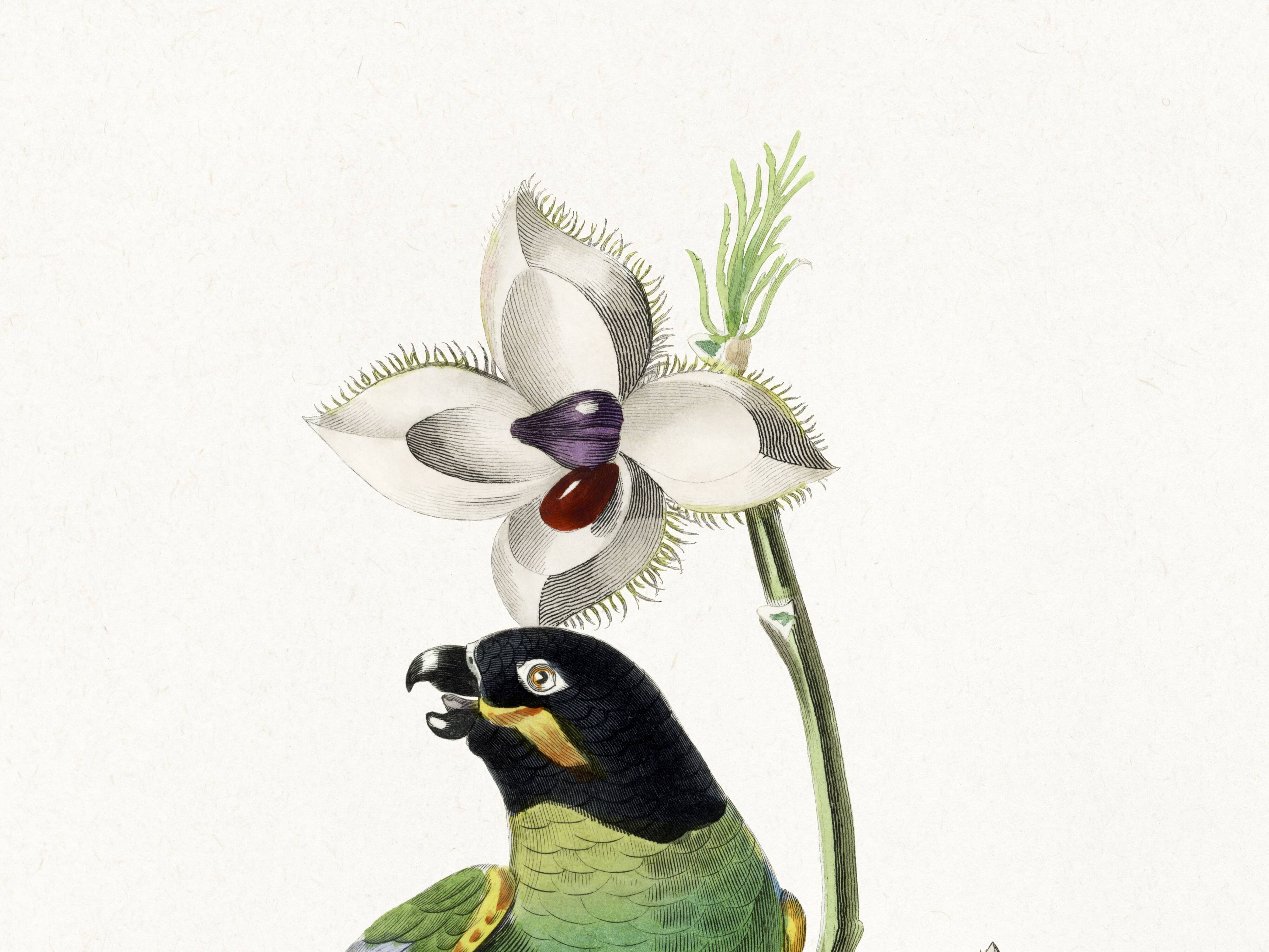 Poster of the Barraband's Caïque (exotic bird), based on an engraving