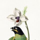 Poster of the Barraband's Caïque (exotic bird), based on an engraving