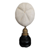 Cabinet of Curiosities sea urchin heart metalia sternalis on base