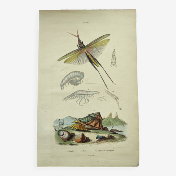 Gravure ancienne de 1838 -Insecte Truxale et coquillage- Planche zoologique original