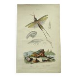 Old engraving from 1838 - Truxale insect and shell - Original zoological plate
