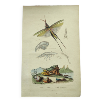 Gravure ancienne de 1838 -Insecte Truxale et coquillage- Planche zoologique original