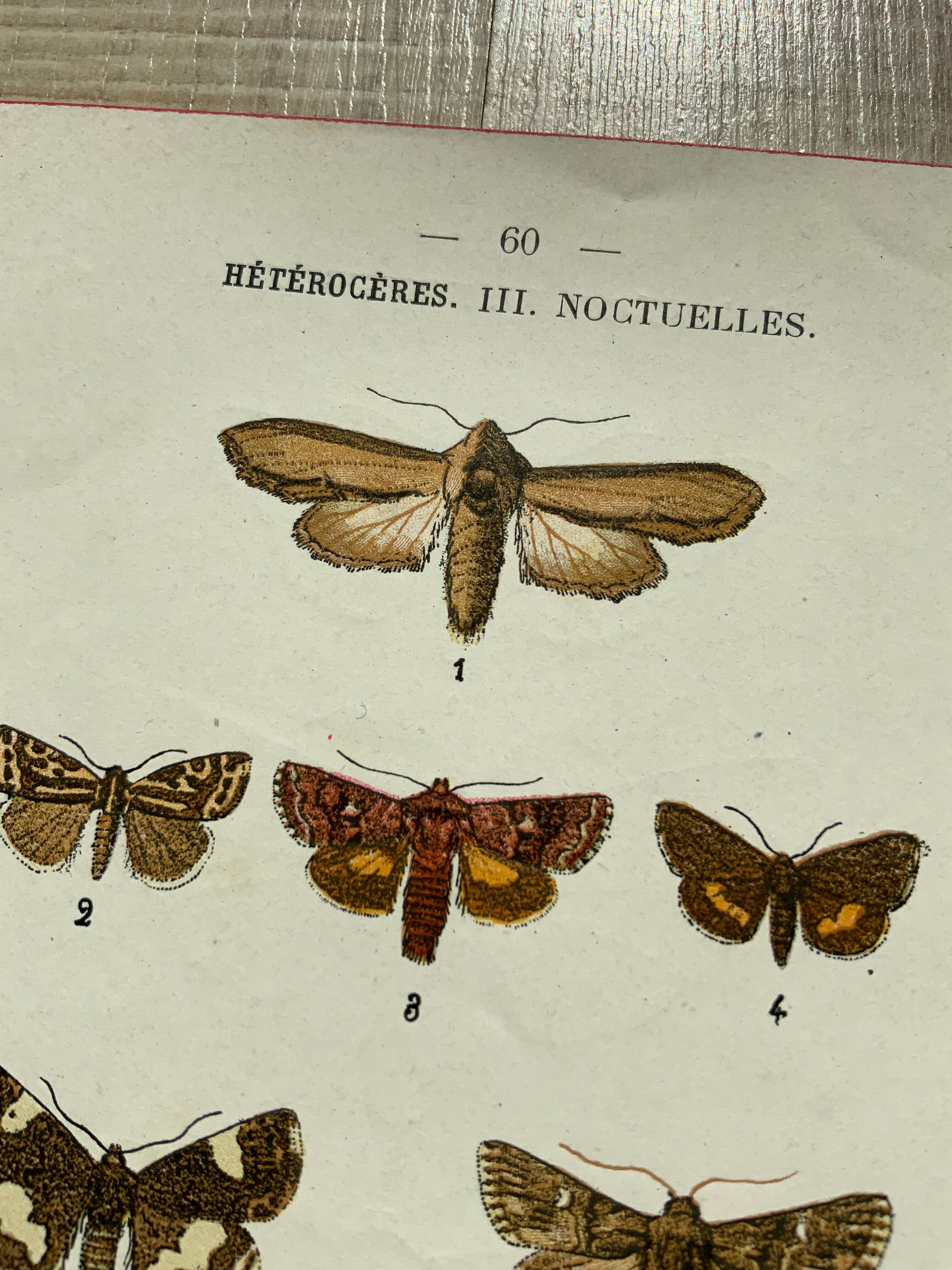Vintage botanical plate antique butterfly engraving 1903 double-sided G. Denise