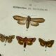 Vintage botanical plate antique butterfly engraving 1903 double-sided G. Denise