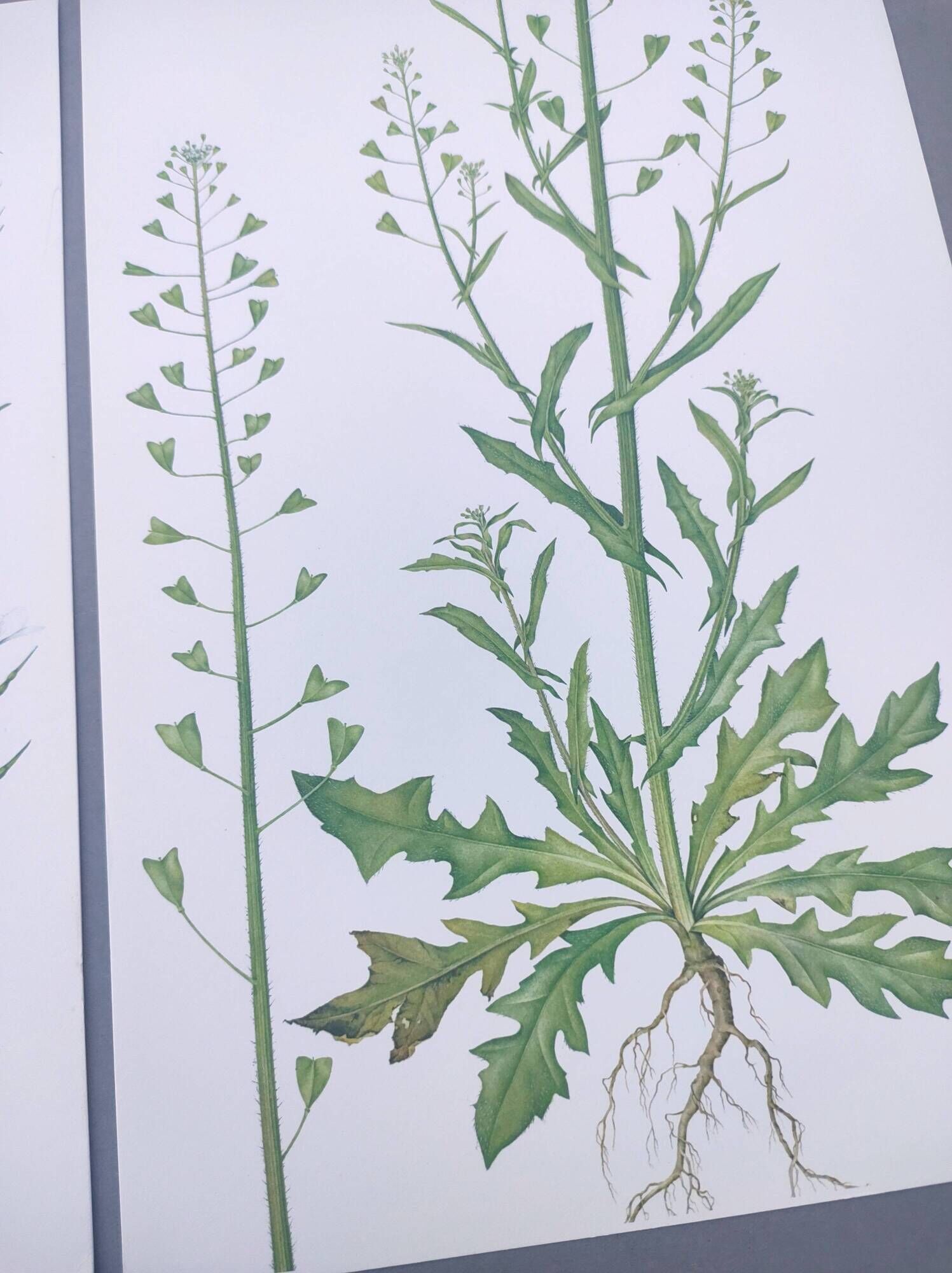 Set of 3 vintage botanical plates from 1978 - including Bristly Cardamine - Plant engraving