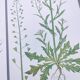 Set of 3 vintage botanical plates from 1978 - including Bristly Cardamine - Plant engraving