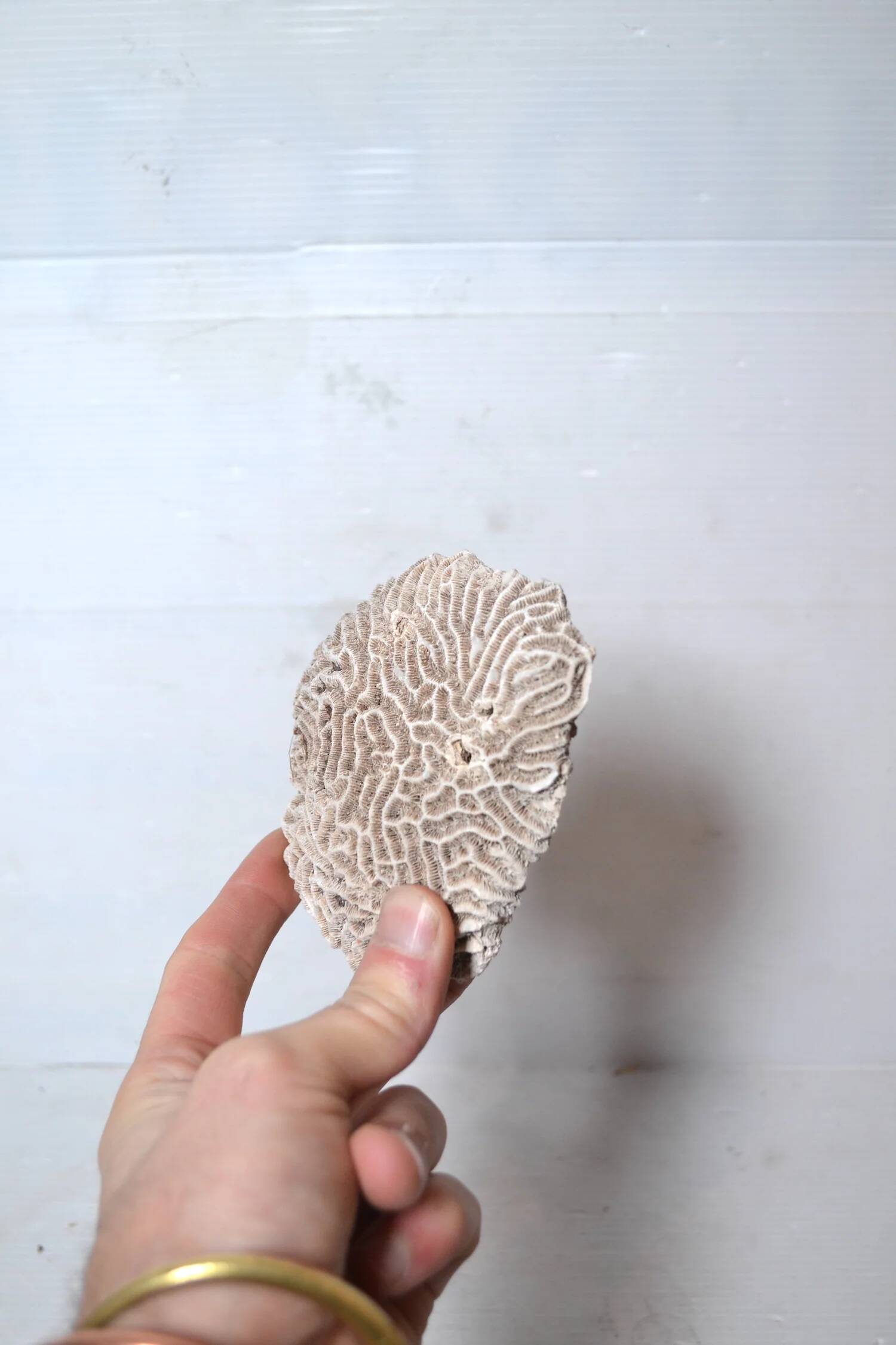 Natural white coral