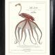 Lithograph engraving chimera animal, the flamoulpe 22x28 cm