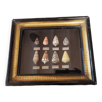Natural history cabinet of curiosities frame collection of conus shells