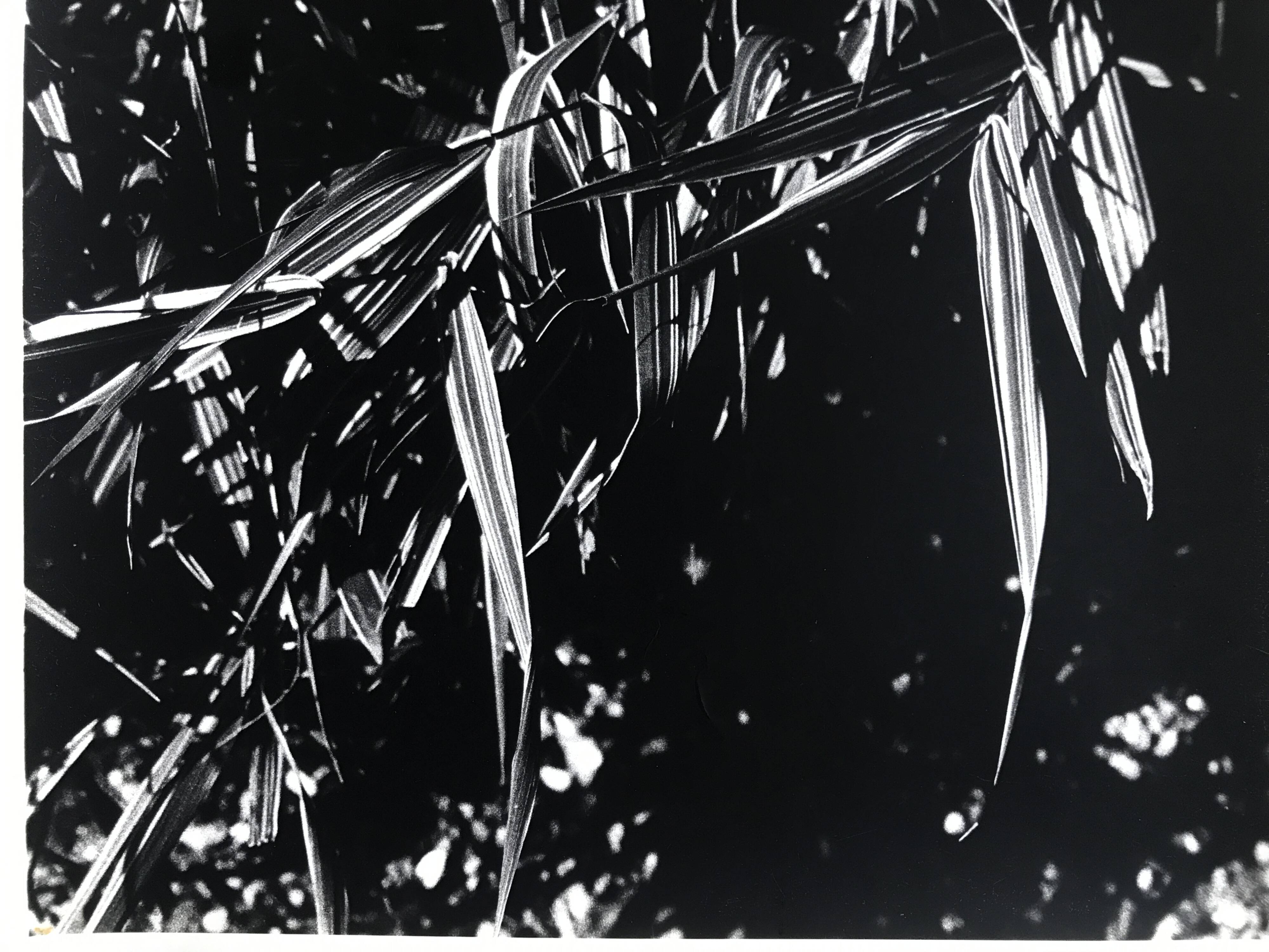 Rosine NUSIMOVICI, Untitled (Poacea I), 1980. Black and white silver print