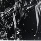 Rosine NUSIMOVICI, Untitled (Poacea I), 1980. Black and white silver print