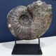 giant ammonite