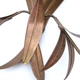 Paire d'appliques " feuilles " en laiton, années 70