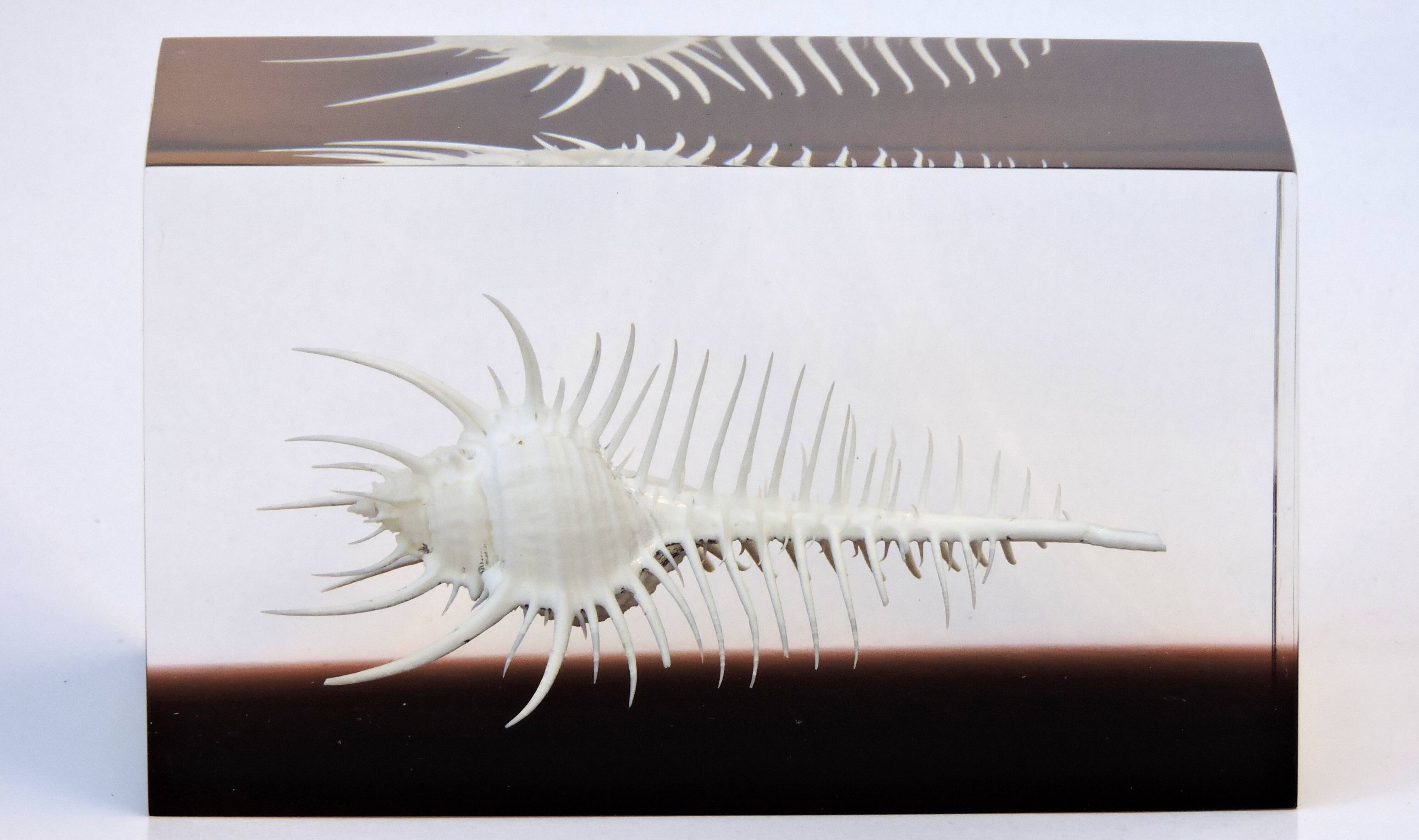 INCLUSION Vintage RESIN SHELL MUREX curiosity cabinet