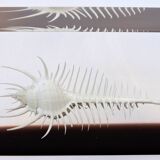 INCLUSION Vintage RESIN SHELL MUREX curiosity cabinet