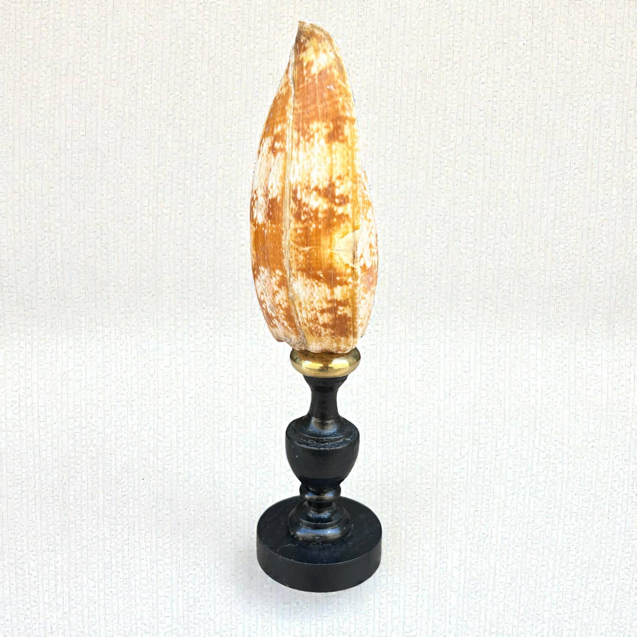 Snail shell conus on a turned black wooden base, late 19th century curiosities.