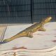 bronze crocodile ashtray 35 cm