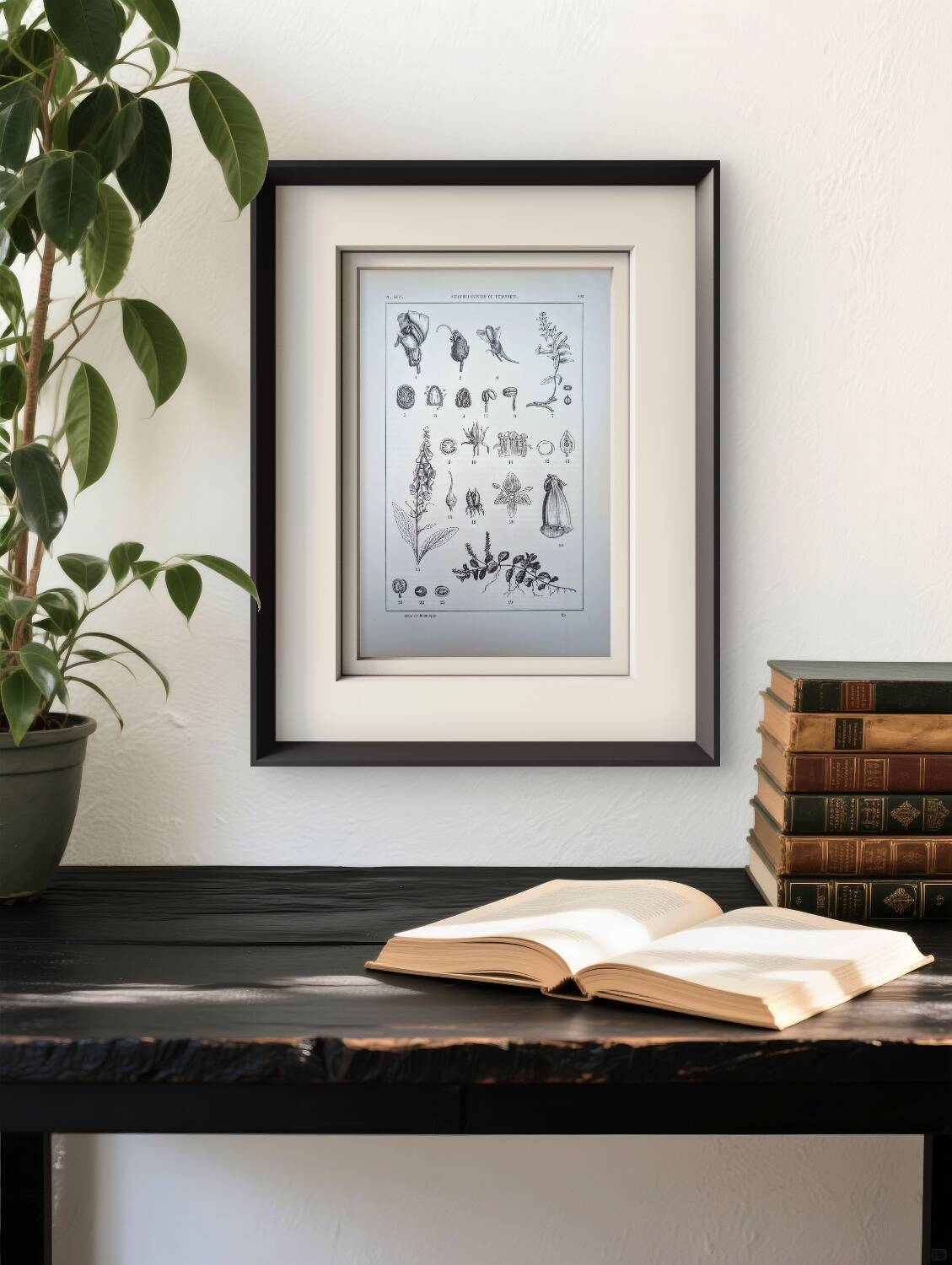 Imprimée en 1889, les scrophularinées. Planche botanique ancienne.