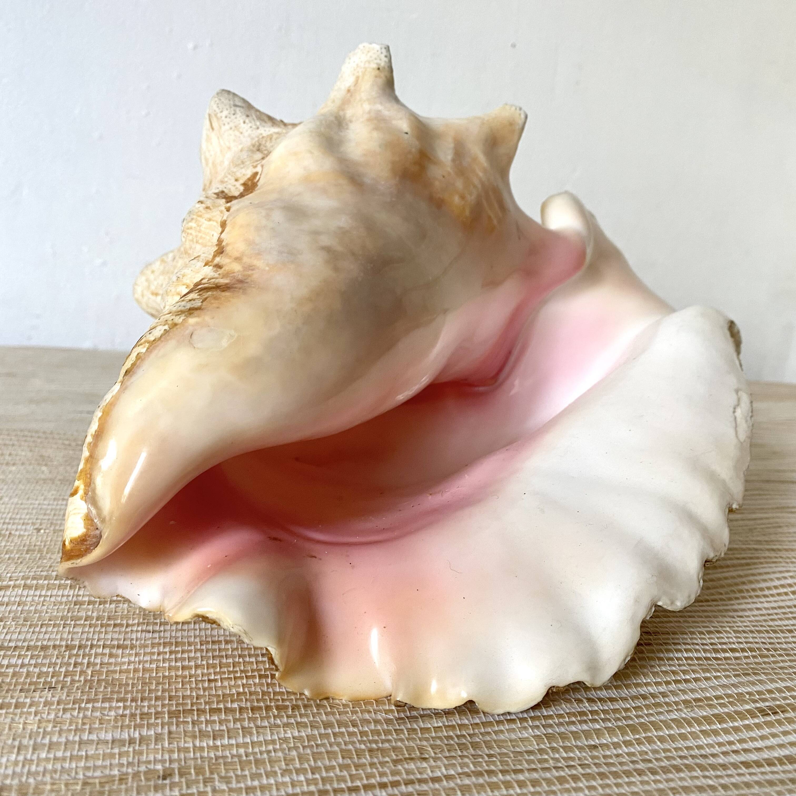 Real shell, conch, great conch