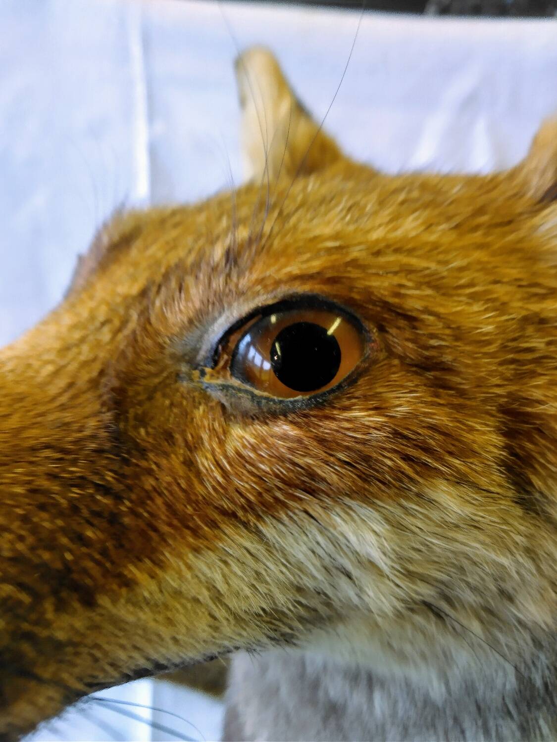 Stuffed fox taxidermy
