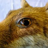 Stuffed fox taxidermy