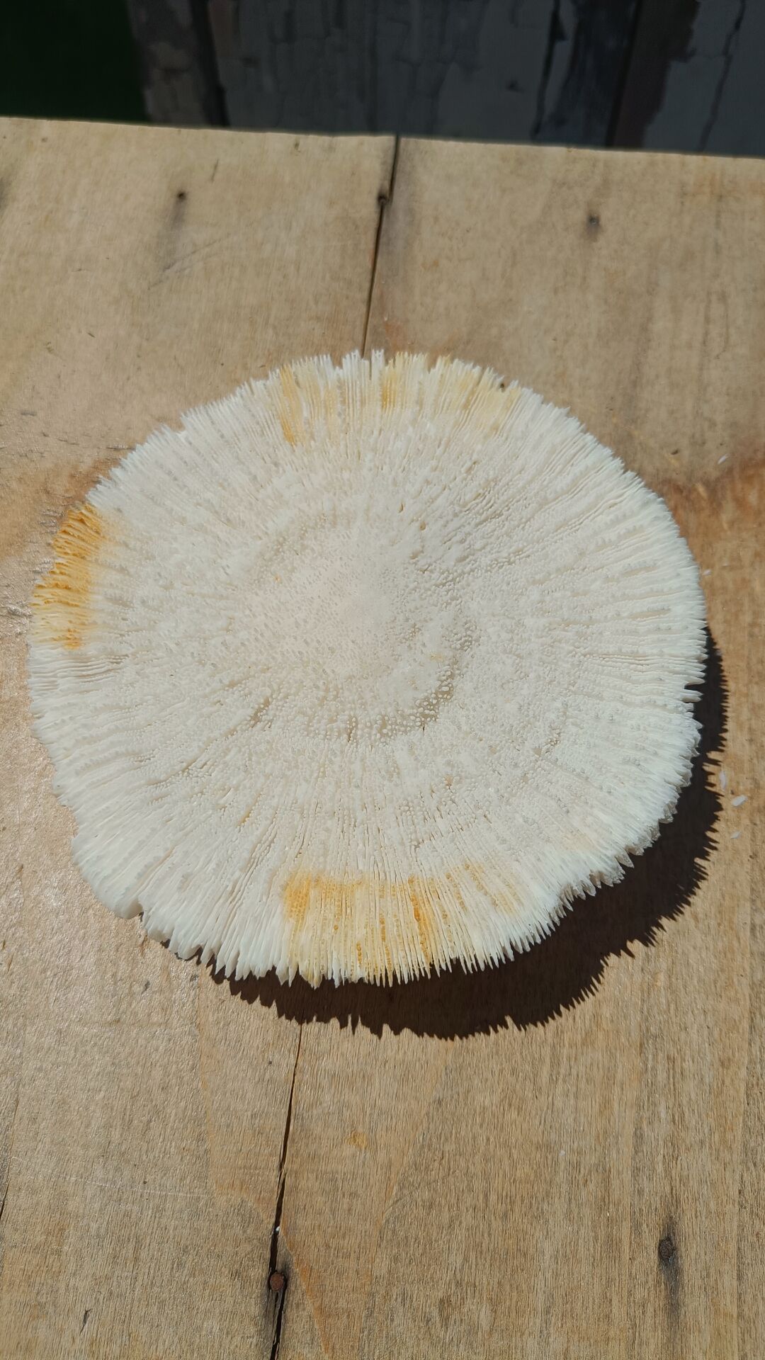 Natural white coral