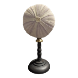 Cabinet of Curiosities sea urchin sphaerechinus granularis on base