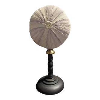 Cabinet of Curiosities sea urchin sphaerechinus granularis on base