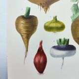Illustration of garden vegetables - Illustration of the Vilmorin Vintage Botanical Vegetable Garden. Yellow beetroot