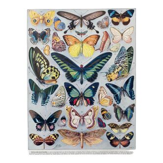 Illustration millot "butterflies"