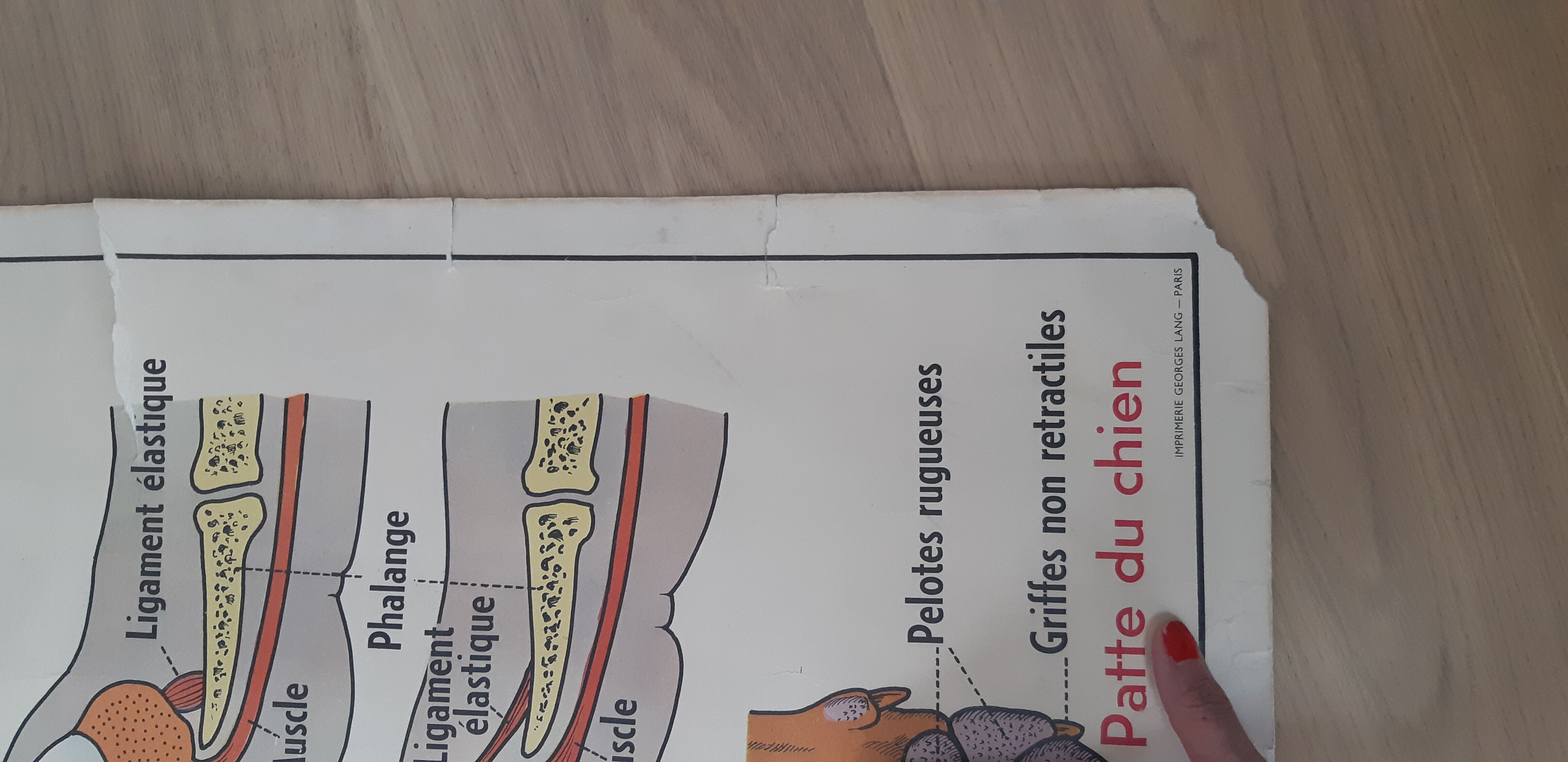 School poster pig and cat