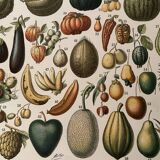 Lithograph engraving on fruits (apricot) from 1897