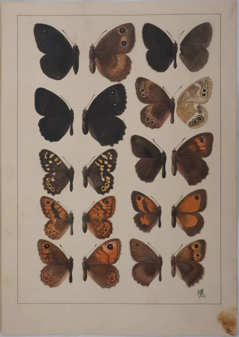 Small brown and orange butterflies, original signed watercolour, Roger METAYE.