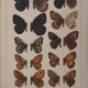 Small brown and orange butterflies, original signed watercolour, Roger METAYE.