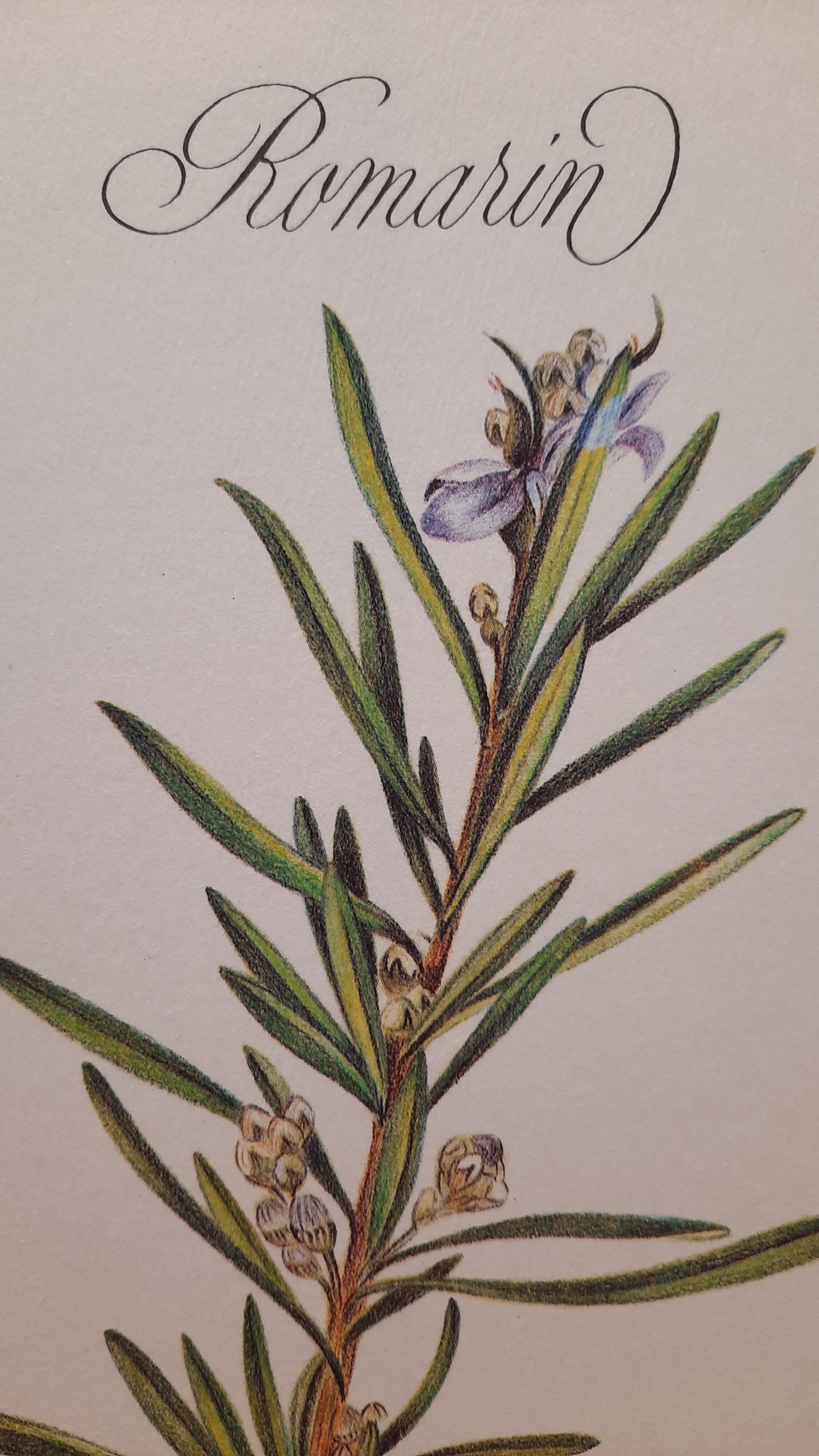 Botanical plank Romarin