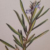 Botanical plank Romarin