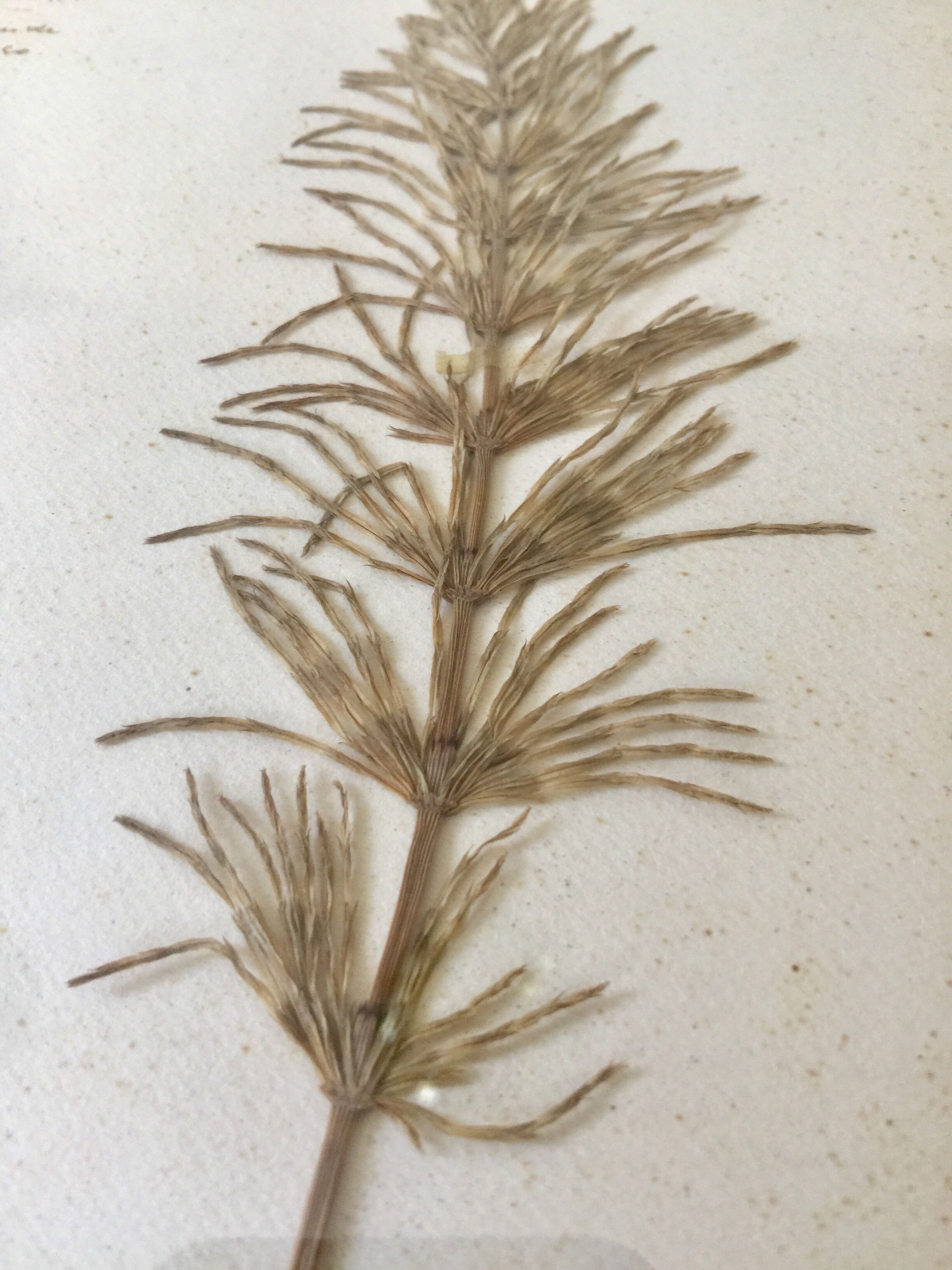 6 planches herbier datant de 1950 Provenance Belgique