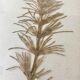 6 planches herbier datant de 1950 Provenance Belgique