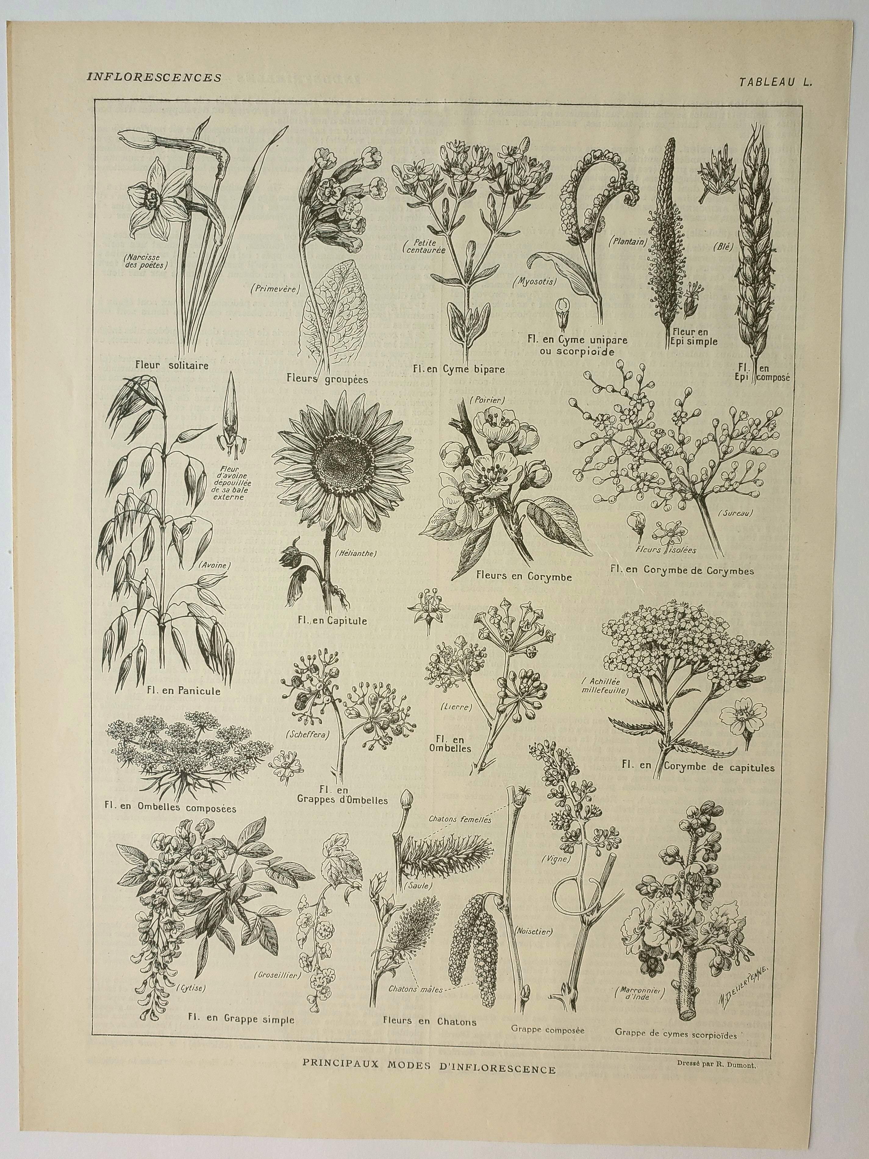 Old engraving 1922, Inflorescences, flowers, plants, flora • Lithograph, Original plate