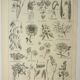 Old engraving 1922, Inflorescences, flowers, plants, flora • Lithograph, Original plate