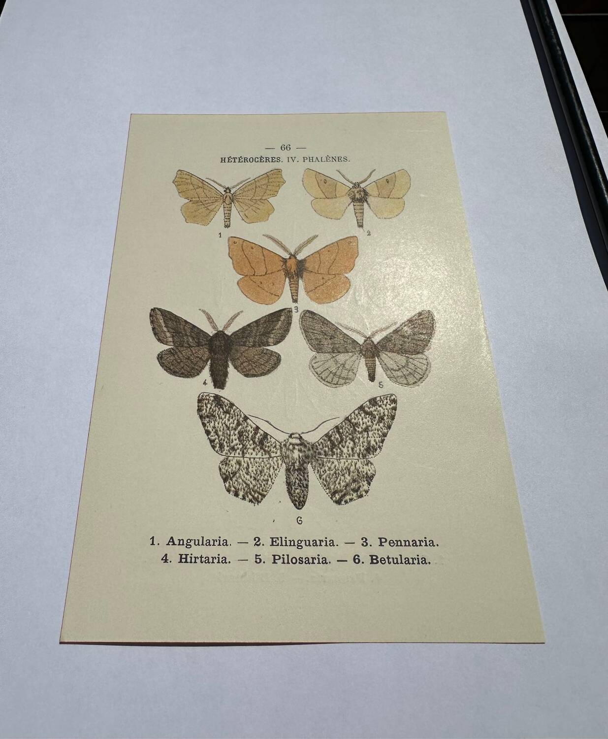 Botanical engraving butterflies double-sided naturalist plate Etching