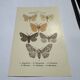 Botanical engraving butterflies double-sided naturalist plate Etching