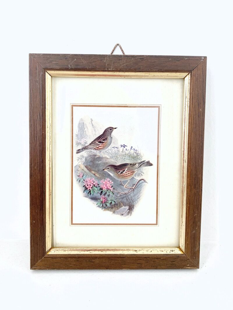Set of three ornithological frames